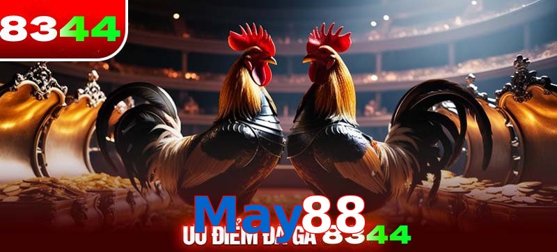 Thể loại đá gà May88 được ưa chuộng 